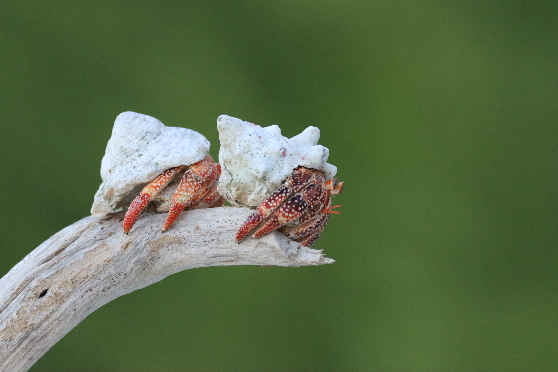 two hermits
