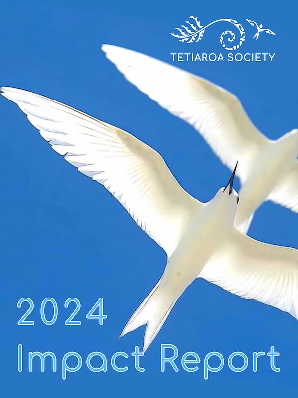 terns on the cover of impact report