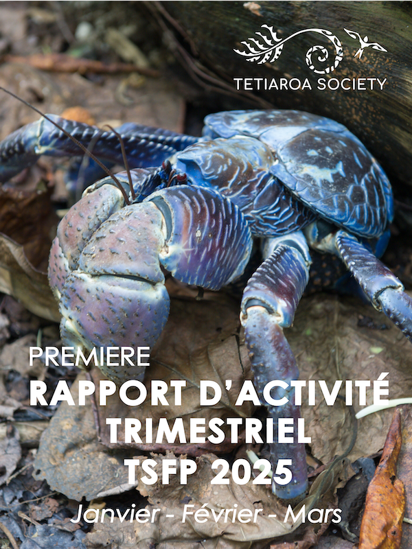 crabe de cocotier sur la page