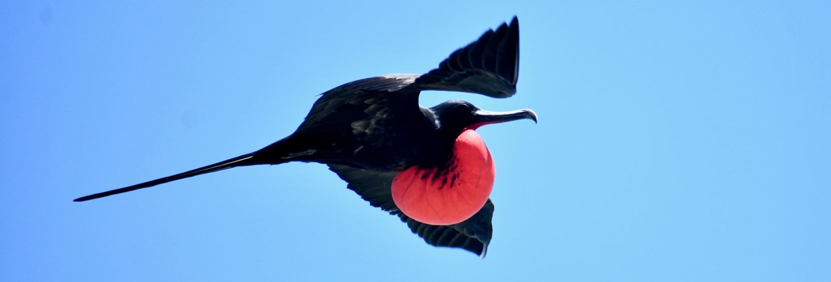 male frigate showing his bright red throat pouch