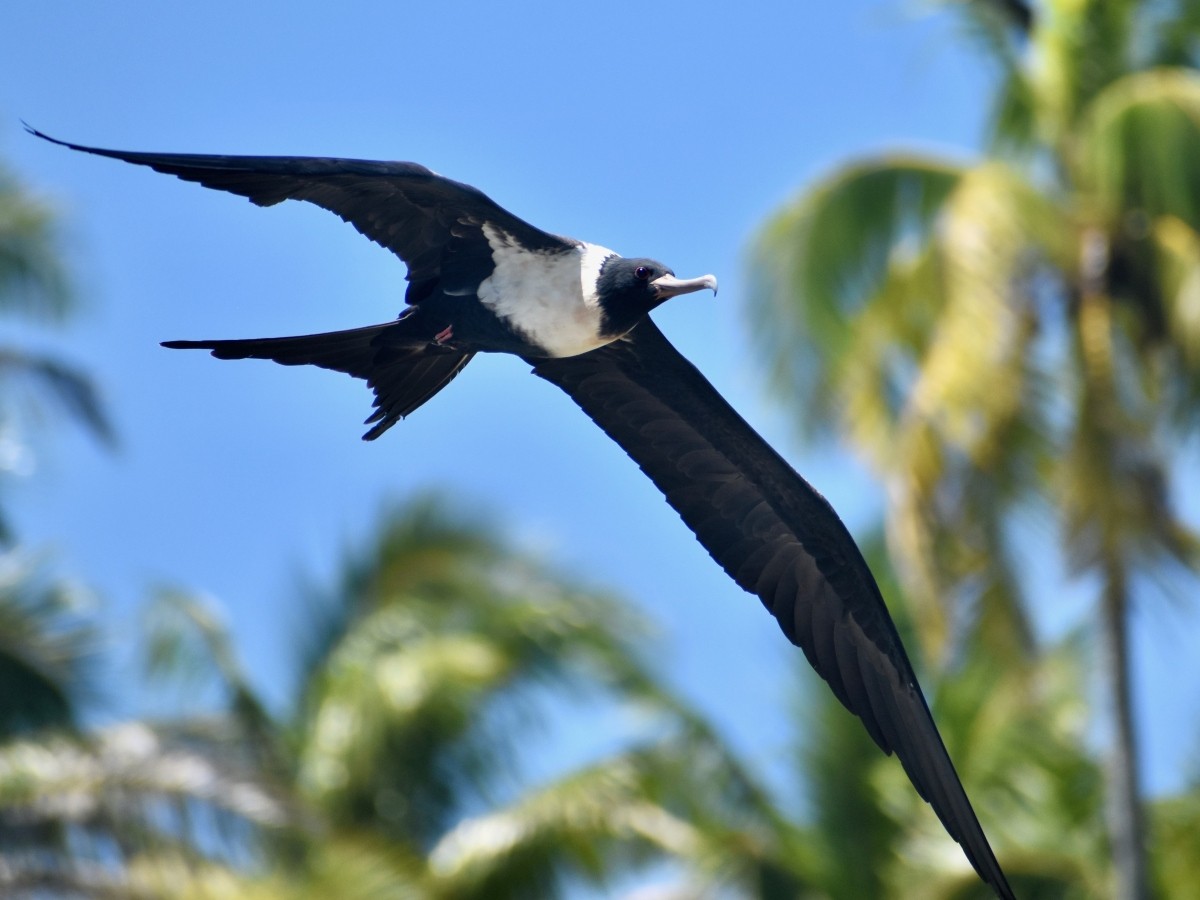 Female lesser frigatebird