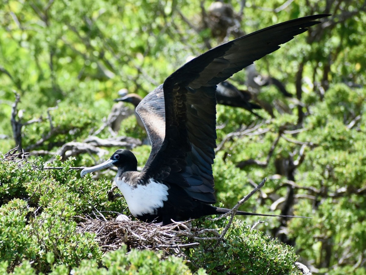 female great frigatebird