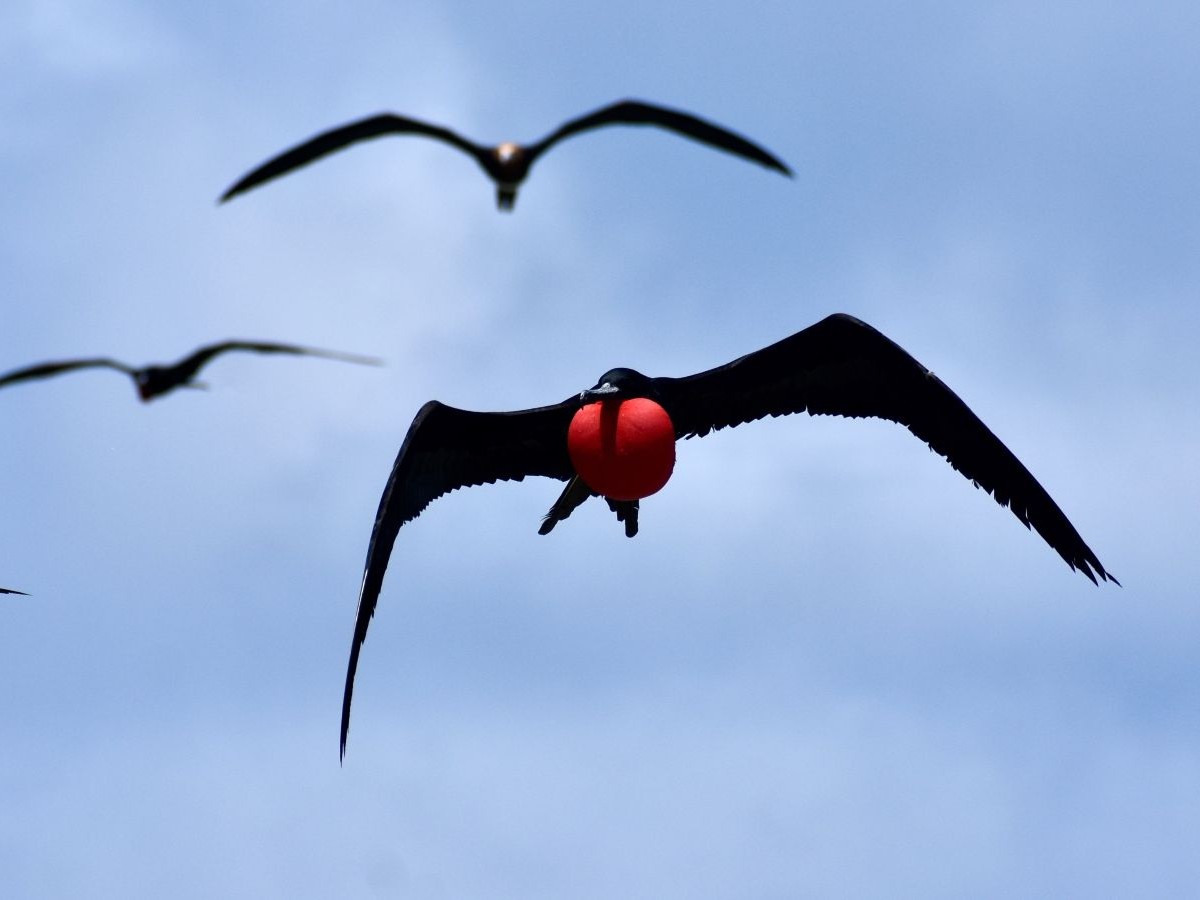male great frigatebird