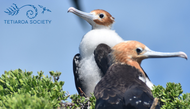 2 juvenile frigates in the treetops