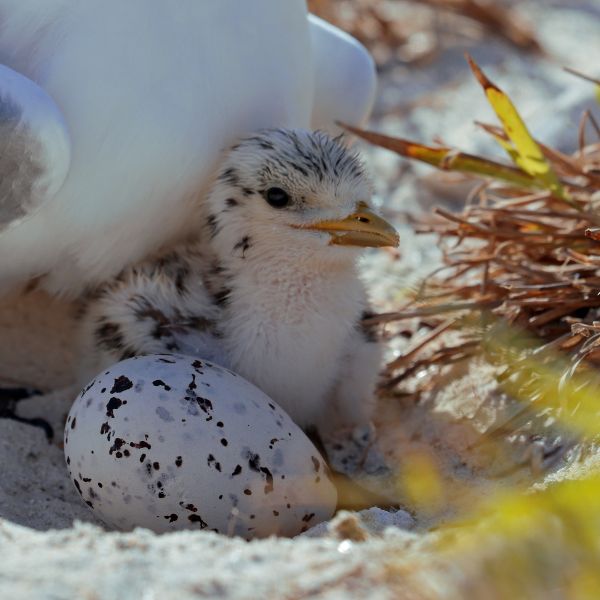 chick and egg