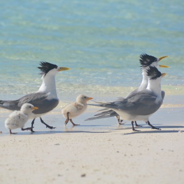 a family of crested terns on the beach