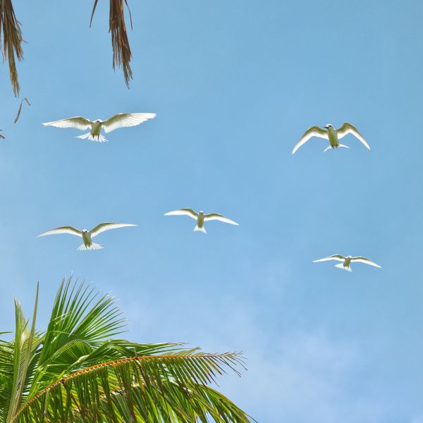 seabirds in flight