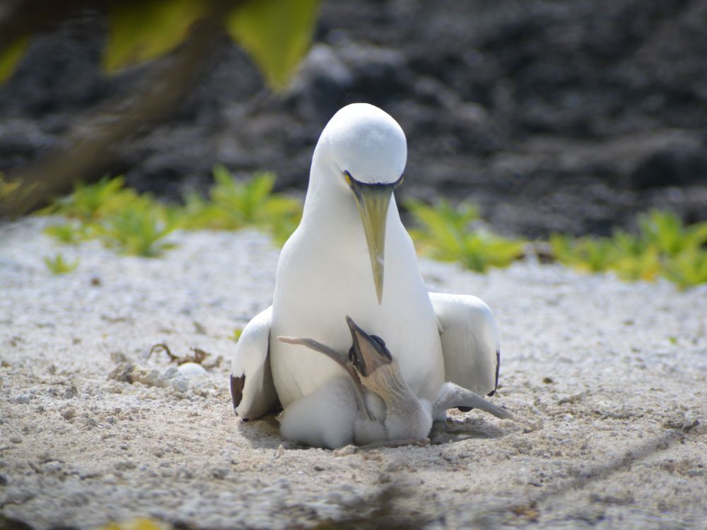 masked booby and chick