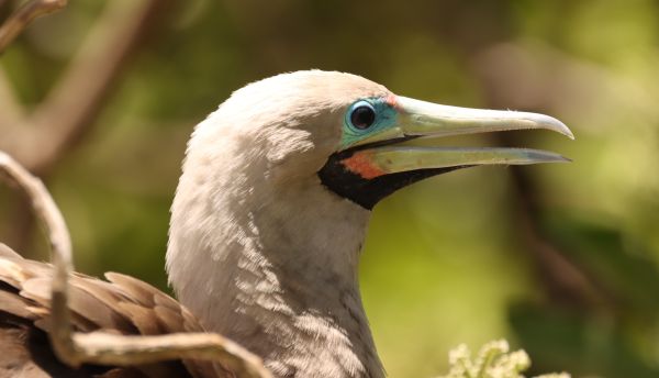 tetiaroa wildlife