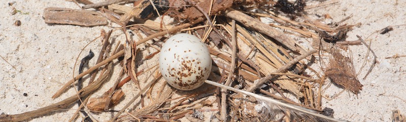 egg