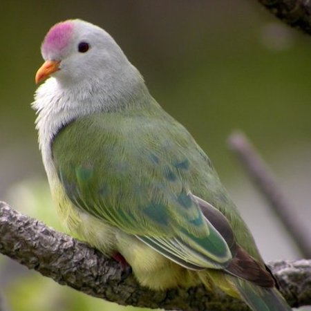 Atoll fruit dove