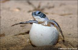 green turtle hatchling