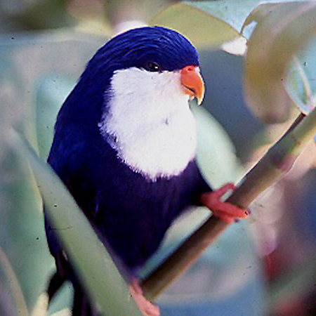 Blue lorikeet