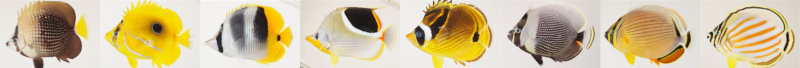 chaetodon