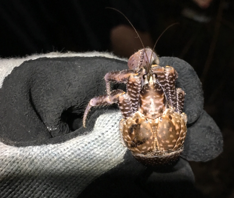a curious coconut crab