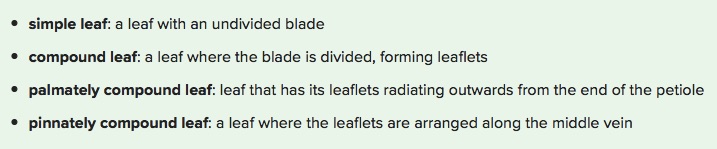 leaf-types