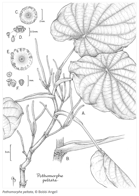 plant drawing showing different scale structures
