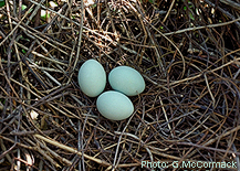 reef egret eggs