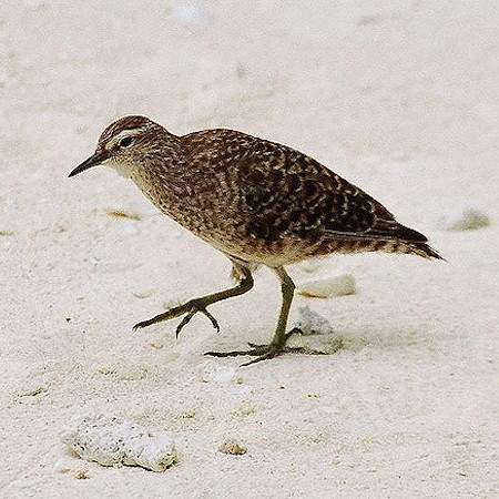 tuamotu sandpiper