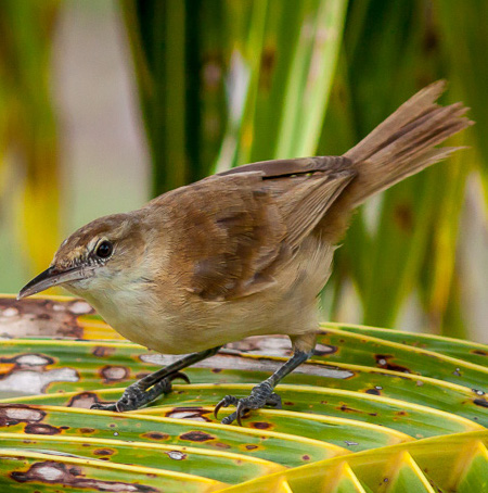 Tuamotu warbler