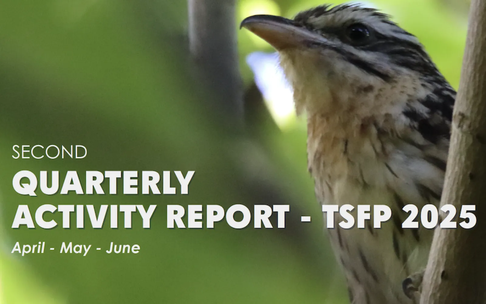 arevareva on a branch