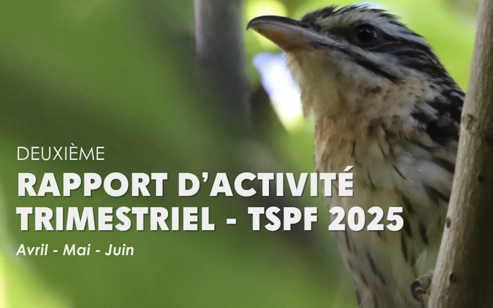 arevareva on a branch