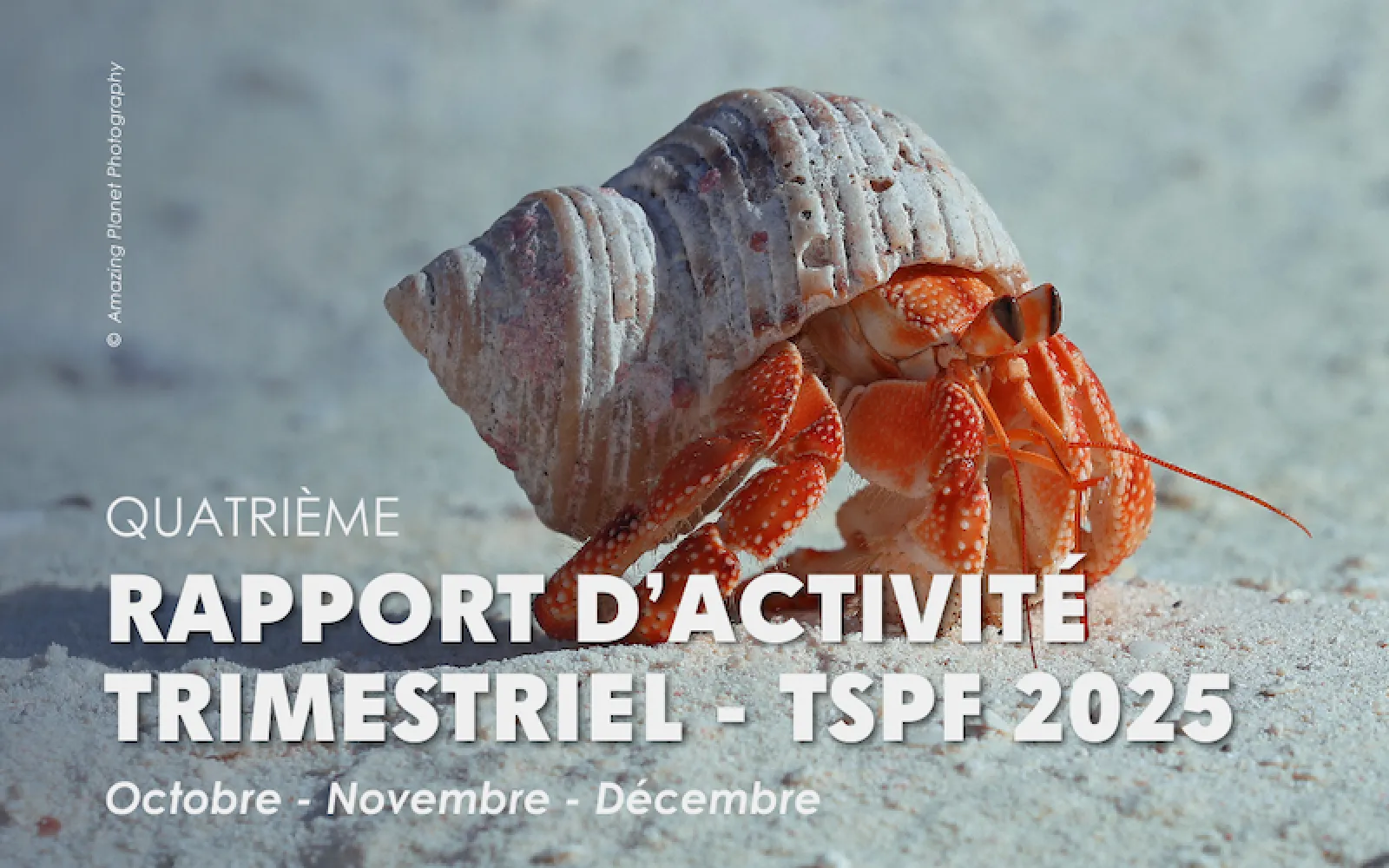 strawberry hermit crab on the beach