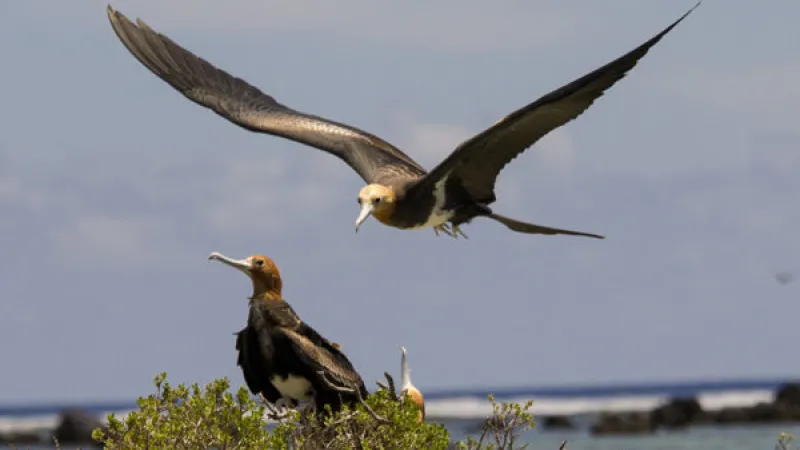 frigate birds