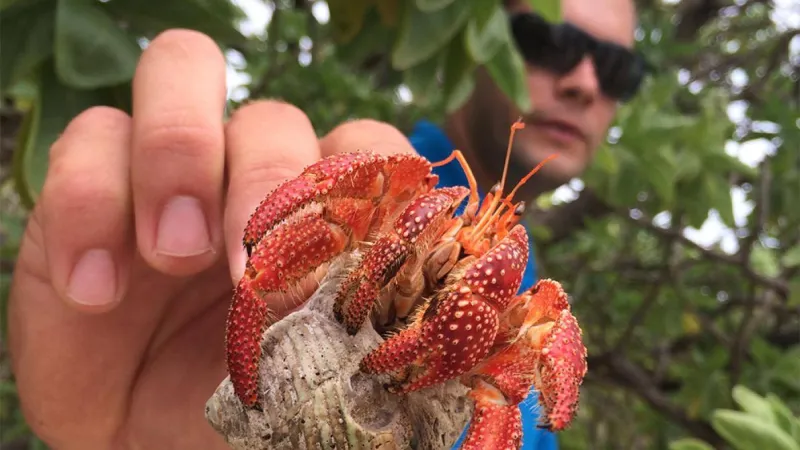 Moana and a strawberry hermit crab