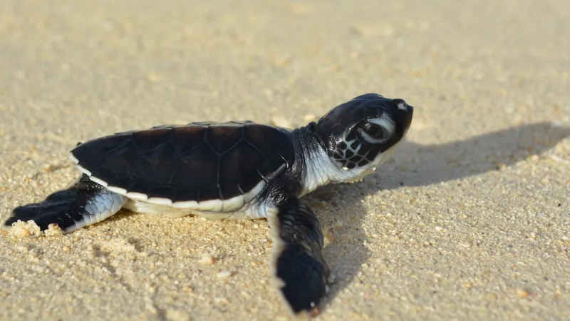 turtle hatchling on a Tetiaroa beach