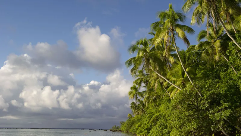 Atoll ecosystem