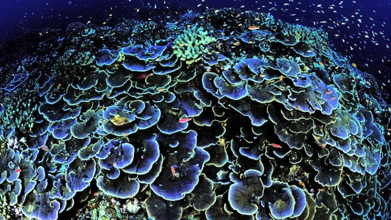 coral reef in the deep