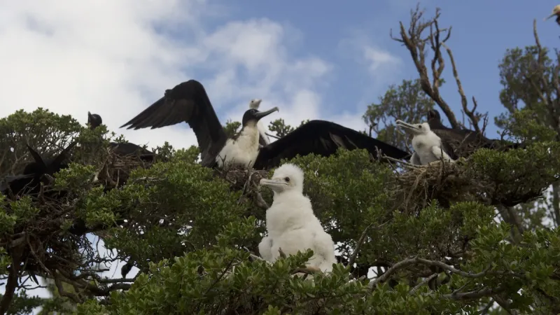 Tetiaroa birds