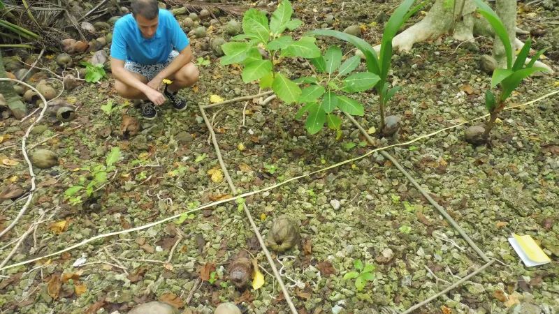 Comptage plantules de Pisonia grandis 2023