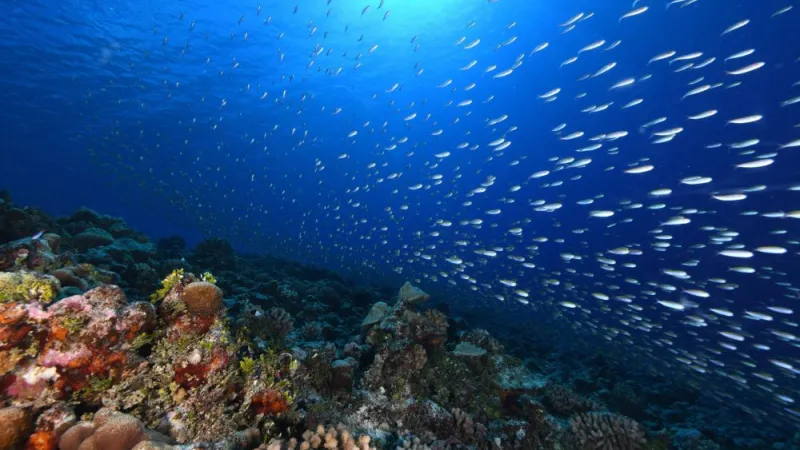 marine protected areas