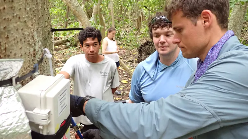 installing sapflow sensors