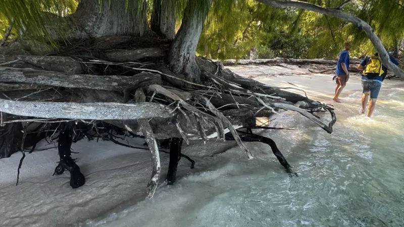 aito roots protect the coastline