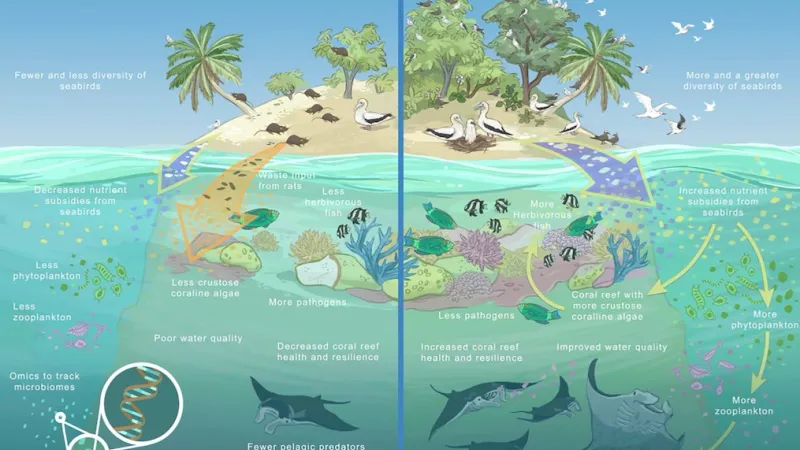 effects of rat eradication - graphic