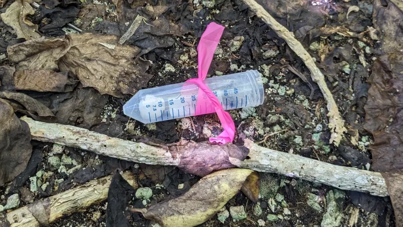 yellow crazy ant bait vial