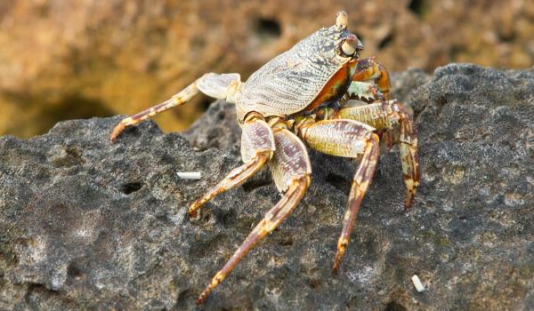 thin shelled rock crab