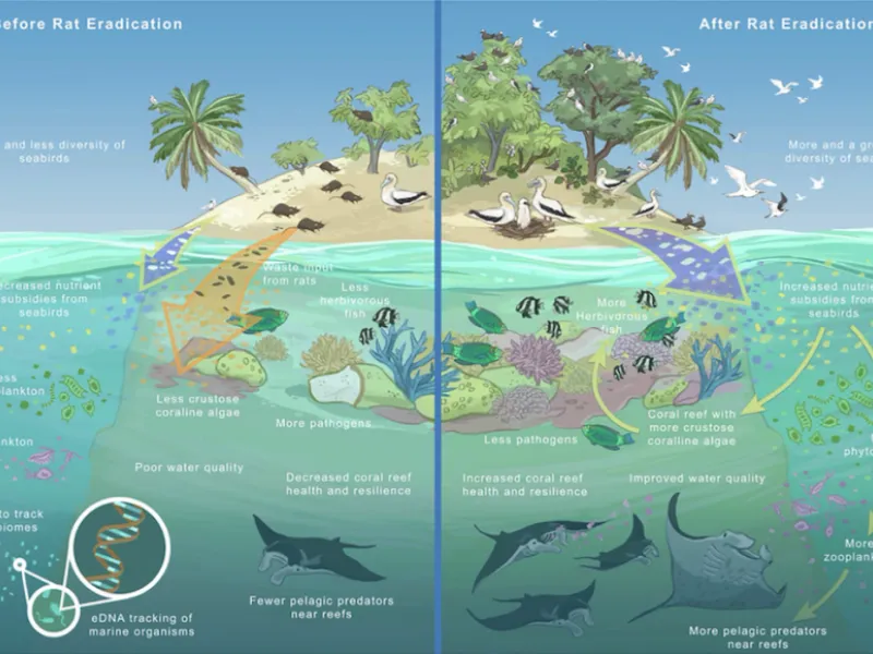 Atoll ecology | Credits: Vega-Thurber | Art by Brianna Leahy