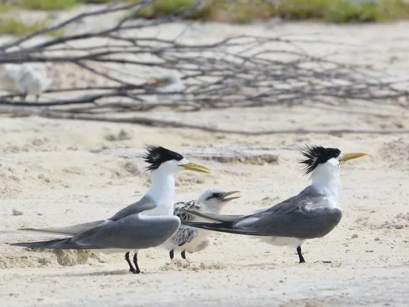 crested terns
