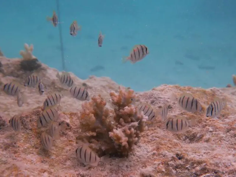 fish replenishment project