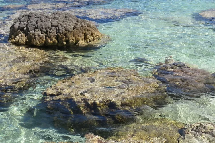coral garden ecosystem