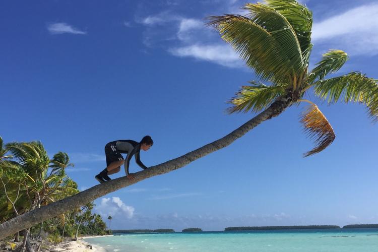 climbing a coconut tree