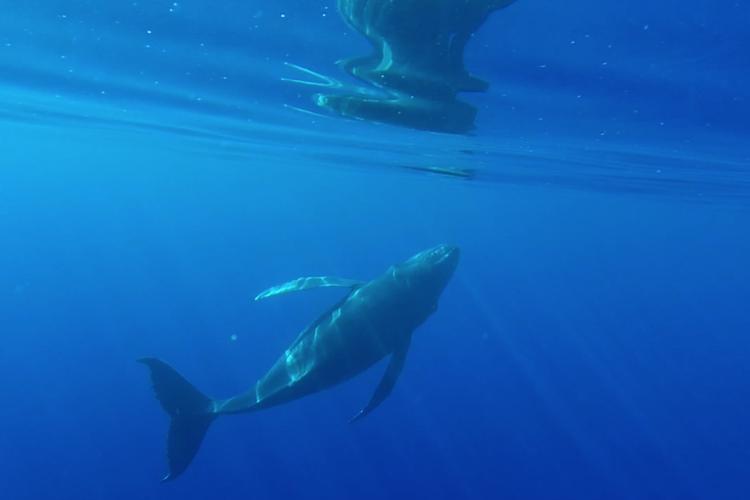 juvenile baleine à bosse