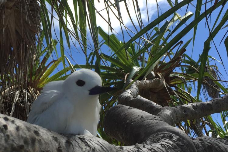 white tern on a pandanus branch