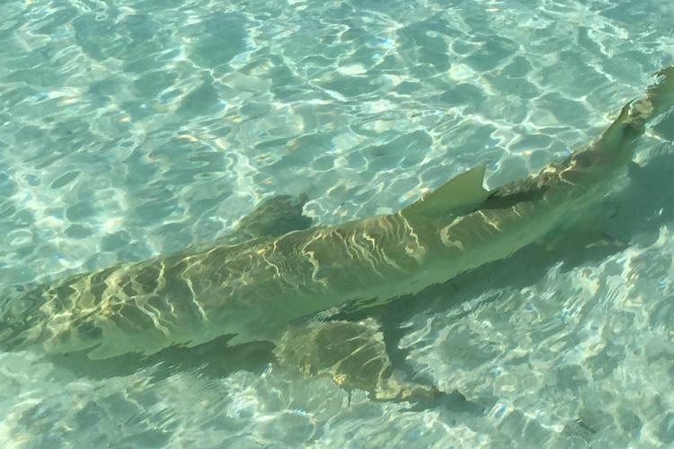 sickle-fin lemon shark in the Tetiaroa lagoon