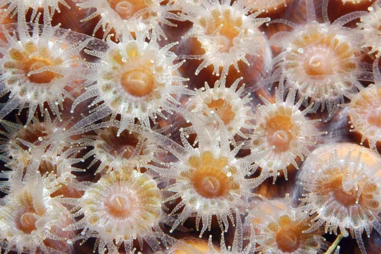 coral