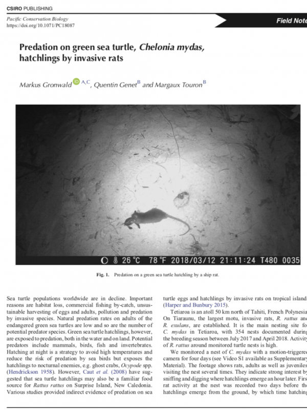 Predation on green sea turtle, Chelonia mydas, hatchlings by invasive rats